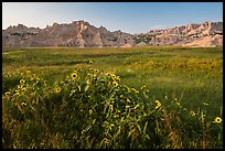 Sunflowers, meadow and badlands, late afternoon. Badlands National Park, South Dakota, USA. (color)