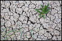 Close-up of plants growing in cracked rock and. Badlands National Park, South Dakota, USA.