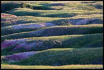 Grassy ridges, Badlands Wilderness. Badlands National Park, South Dakota, USA. (color)