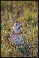 Standing prairie dog holding grass with hind paws. Badlands National Park, South Dakota, USA. (color)
