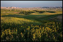 Sunflower carpet, rolling hills, and badlands, Badlands Wilderness. Badlands National Park, South Dakota, USA. (color)