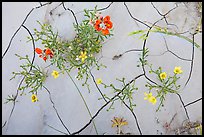 Close-up of red and yellow flowers and mud cracks. Badlands National Park, South Dakota, USA. (color)
