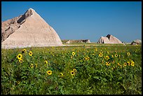 Sunflowers, grassland, and buttes. Badlands National Park, South Dakota, USA. (color)