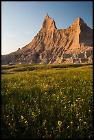 Sunflowers and pointed pinnacles at sunset. Badlands National Park, South Dakota, USA. (color)