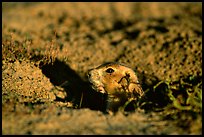 Prairie dog peeking out from burrow, sunset. Badlands National Park ( color)