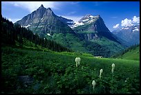 Bear grass, Mt Oberlin and Cannon Mountain from Big Bend. Glacier National Park, Montana, USA.