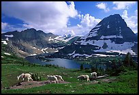 Mountain goats, Hidden lake and peak. Glacier National Park, Montana, USA. (color)