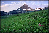 Wildflowers and peak at Logan pass. Glacier National Park, Montana, USA. (color)