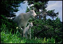 Two mountain goats in forest. Glacier National Park, Montana, USA. (color)