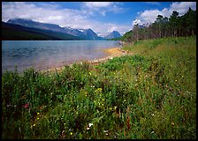 Wildflowers on shore of Sherburne Lake. Glacier National Park, Montana, USA. (color)