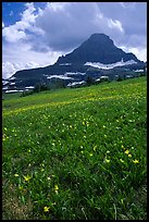 Meadow with wildflower carpet and triangular mountain, Logan pass. Glacier National Park, Montana, USA. (color)