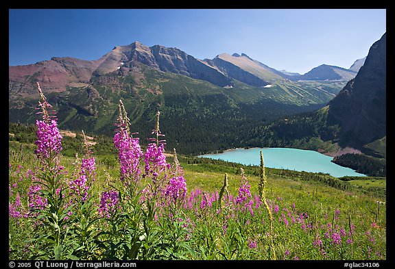 Fireweed and Grinnell Lake. Glacier National Park, Montana, USA.