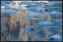 Blue icebergs floating on reflections of rock wall, Upper Grinnel Lake, late afternoon. Glacier National Park, Montana, USA.
