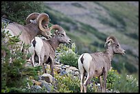 Three Bighorn sheep. Glacier National Park, Montana, USA.