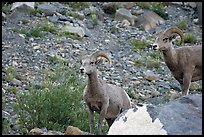 Two bighorn sheep. Glacier National Park, Montana, USA. (color)