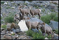 Group of bighorn sheep. Glacier National Park, Montana, USA. (color)