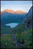 Alpine wildflowers and stream, Grinnell Lake, and Allen Mountain, sunset. Glacier National Park, Montana, USA. (color)