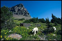 Mountain goats in wildflower meadow below Clemens Mountain, Logan Pass. Glacier National Park, Montana, USA. (color)