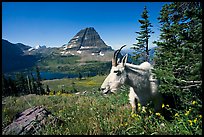 Mountain goat, Hidden Lake and Bearhat Mountain behind. Glacier National Park, Montana, USA. (color)