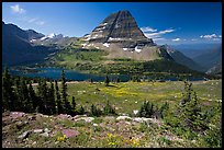 Meadows with alpine wildflowers, Hidden Lake and Bearhat Mountain behind. Glacier National Park ( color)