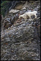 Mountain goats high on a ledge. Glacier National Park, Montana, USA. (color)