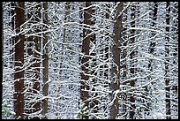 Snowy trees in winter. Glacier National Park, Montana, USA. (color)