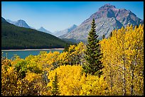 Autumn color, Rising Wolf Mountain, Lower Two Medicine Lake. Glacier National Park ( color)