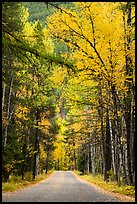 Road below canopy of tall trees in autumn, Apgar. Glacier National Park ( color)