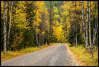 Road surrounded by fall foliage in autumn. Glacier National Park ( color)