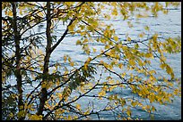 Tree branches blurred by wind, Lake McDonald. Glacier National Park ( color)