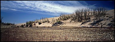 Dry wash and dunes. Great Sand Dunes National Park and Preserve (Panoramic color)