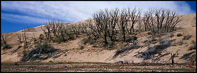Dune edge with dead trees. Great Sand Dunes National Park (Panoramic color)