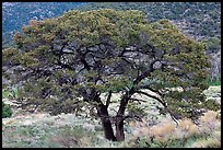 Pinyon pine tree. Great Sand Dunes National Park and Preserve ( color)