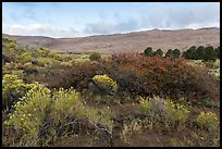Shrubs in autumn and dunes. Great Sand Dunes National Park and Preserve ( color)