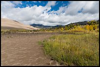 Grasses, patterns in sand of Medano Creek, sand dunes in autumn. Great Sand Dunes National Park and Preserve ( color)