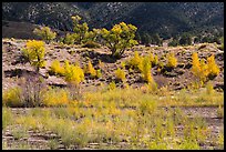 Riparian vegetation in autum foliage, Medano Creek. Great Sand Dunes National Park and Preserve ( color)