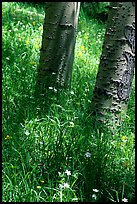 Aspen trunks in summer near Medano Pass. Great Sand Dunes National Park and Preserve, Colorado, USA.