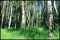 Aspen trees in summer near Medano Pass. Great Sand Dunes National Park and Preserve, Colorado, USA.