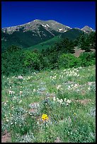 Summer meadow and Sangre de Cristo Mountains near Medano Pass. Great Sand Dunes National Park and Preserve ( color)