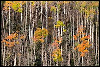 Hillside with trunks of aspen in autum. Great Sand Dunes National Park and Preserve, Colorado, USA.