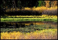 Pond with fall colors. Grand Teton National Park ( color)
