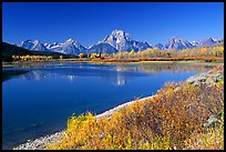 Fall colors and reflections of Mt Moran and Teton range in Oxbow bend. Grand Teton National Park, Wyoming, USA. (color)