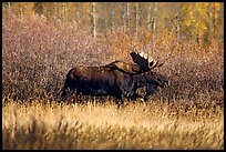Bull moose in autumn. Grand Teton National Park, Wyoming, USA.