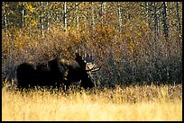 Bull moose out of forest in autumn. Grand Teton National Park, Wyoming, USA. (color)