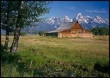 Trees, pasture and Old Barn on Mormon row, morning. Grand Teton National Park, Wyoming, USA.