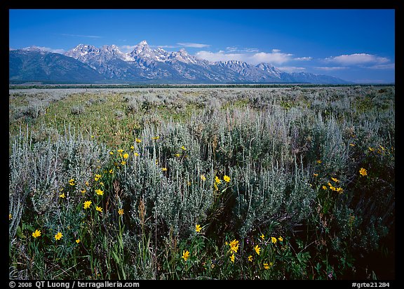 Flats with Arrowleaf balsam root and Teton range, morning. Grand Teton National Park (color)