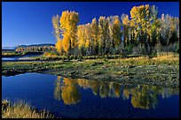 Aspen with autumn foliage, reflected in the Snake River. Grand Teton National Park, Wyoming, USA.