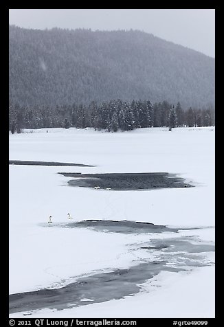 Winter landscape with  trumpeters swans. Grand Teton National Park, Wyoming, USA.