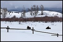 Fence and moose in winter. Grand Teton National Park, Wyoming, USA. (color)