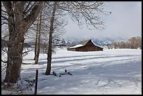 Cottonwoods and Moulton barn in winter. Grand Teton National Park ( color)